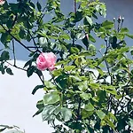 公寓 Levoasi 3 - & Mountain View Escape Levo
