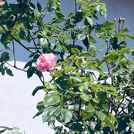 Lägenhet Levoasi 3 - & Mountain View Escape Levo